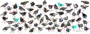 Study of Starlings For Sale - John Short Irish Visual Artist